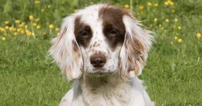Police hunt thief after two female cocker spaniels stolen in Perthshire - www.dailyrecord.co.uk