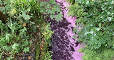 Glasgow park mystery as video shows purple water flowing through burn - www.dailyrecord.co.uk - Scotland