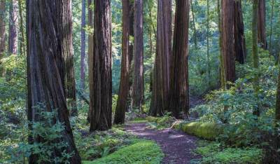 California’s Iconic Giant Redwood Trees Burn Amidst Massive 50,000 Acre Wildfire; 0% Containment - deadline.com - California - county Santa Cruz