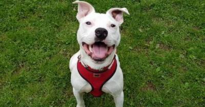 Pet of the Week: Graeme the dog is looking for a new home - www.dailyrecord.co.uk - Scotland - Centre - county Hamilton