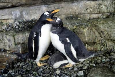 Lesbian penguins celebrate birth of new chick after adopting an egg - www.metroweekly.com - Spain - New York