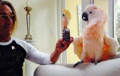 Iggy Pop’s pet bird named patron of Australian wildlife hospital - www.nme.com - Australia