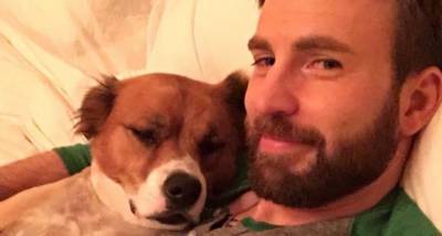 Chris Evans shares ADORABLE new pictures with his rescue dog Dodger in honour of International Dog Day - www.pinkvilla.com