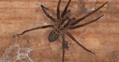 The hand-sized spiders coming into your home looking to mate and tips on how to keep them away - www.manchestereveningnews.co.uk