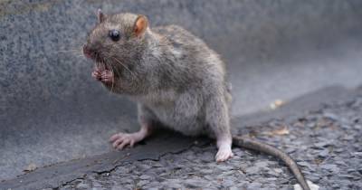 Rats and maggots among pests infesting Scotland's schools - www.dailyrecord.co.uk - Scotland