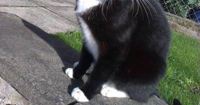 Pet owners told to be on their guard after much-loved cat is poisoned in Crieff - www.dailyrecord.co.uk