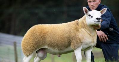 'World's most expensive sheep' sold by breeders from Stockport for £368,000 - www.manchestereveningnews.co.uk - Scotland