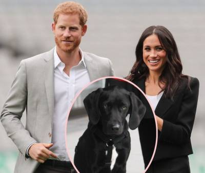 Meghan Markle & Prince Harry’s Rescue Dog’s VERY Special Name FINALLY Revealed! - perezhilton.com