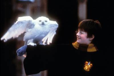 Harry Potter Movies Are Heading to Peacock - www.tvguide.com