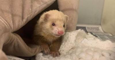 SSPCA Pet of the Week: Can you give Marcus the ferret a home? - www.dailyrecord.co.uk - Scotland