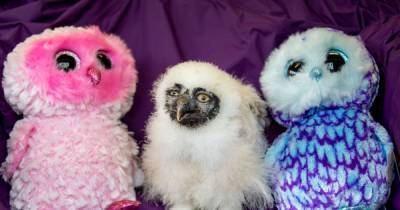 Scots baby owl starting 'owl school' to learn how to become fully grown - www.dailyrecord.co.uk - Scotland