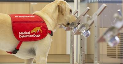 Trials start to see if sniffer dogs can detect coronavirus - researchers need help from people living in North West - www.manchestereveningnews.co.uk