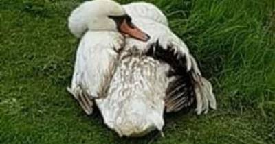 'Magnificent' swan put down after vicious dog attack - www.manchestereveningnews.co.uk - Manchester