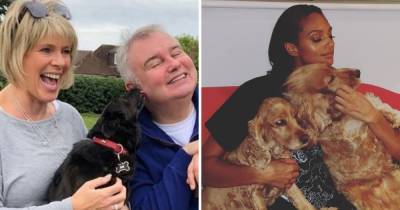 From Ruth Langsford and Jennifer Aniston to Simon Cowell and Alesha Dixon – these stars love their adopted dogs - www.ok.co.uk