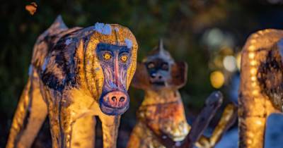 The Lanterns return to Chester Zoo this Christmas but there are fewer tickets than ever - www.manchestereveningnews.co.uk