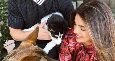 Priyanka Chopra, Nick Jonas' family just got bigger with the addition of a rescue dog: We’re already in love - www.pinkvilla.com - Australia - USA