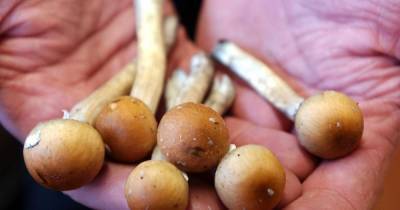 Top cops wants magic mushrooms legalised to help fight UK mental health crisis - www.dailyrecord.co.uk - Britain