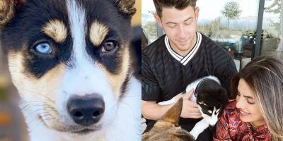 Priyanka Chopra and Nick Jonas Just Expanded Their Family With New Rescue Dog Panda - www.harpersbazaar.com - Australia