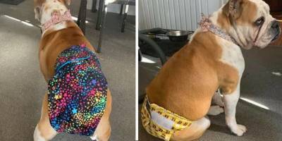 Dog nappies are a thing and pet owners are going mad for them - www.lifestyle.com.au - Australia
