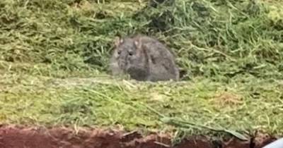 Mum says rats have left her family scared to play in their garden - www.dailyrecord.co.uk