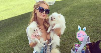 Celebrity Pets That Have Their Own Social Media Accounts - www.usmagazine.com