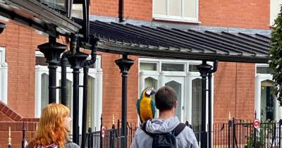 Couple spotted walking their parrot through Manchester city centre - www.manchestereveningnews.co.uk - Manchester