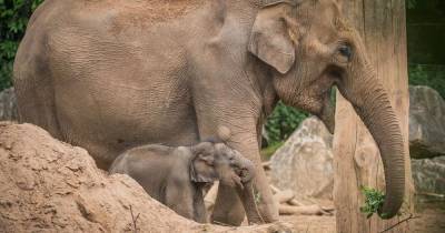 Beloved matriarch elephant sadly dies at Chester Zoo - www.manchestereveningnews.co.uk