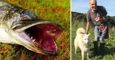 Man hospitalised after being bitten by a giant FISH with razor-sharp teeth - www.manchestereveningnews.co.uk