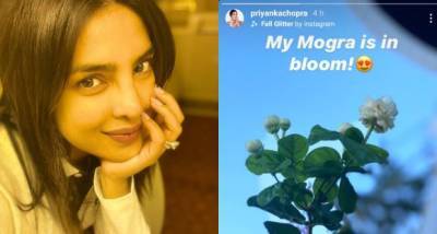 Priyanka Chopra Jonas cannot hide her excitement over the jasmines blooming in her garden; See Pic - www.pinkvilla.com - USA