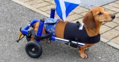 Dog dodges death and learns to walk again after vets wanted him put down - www.dailyrecord.co.uk