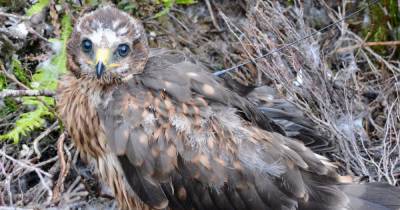 Bird charity claims hen harrier disappeared near Thornhill during lockdown "in suspicious circumstances" - www.dailyrecord.co.uk