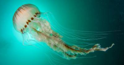 Chip shops could serve jellyfish instead of haddock in bid to save endangered species - www.dailyrecord.co.uk - Scotland