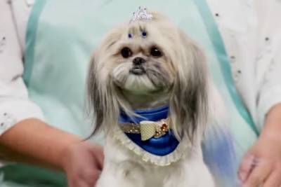 Watch the Barking-Mad Trailer for HBO Max’s Dog-Grooming Competition ‘Haute Dog’ (Video) - thewrap.com
