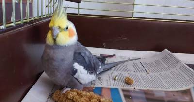 Scottish SPCA appeal for owner after cockatiel found on sea adventure - www.dailyrecord.co.uk - Scotland