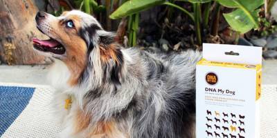 Find Out More About Your Dog's Breed & Health With This DNA Kit! - www.justjared.com - USA