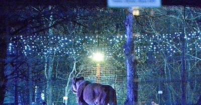 Popular Scottish zoo's brand-new Autumn nights lighting event set to launch this month - www.dailyrecord.co.uk - Scotland