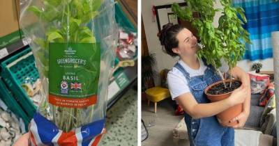 Flatmates reveal impressive Morrisons £1 basil plant pot transformation after one year - www.manchestereveningnews.co.uk