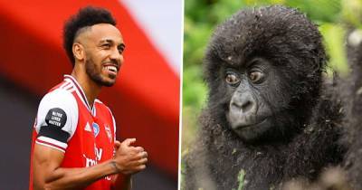 Arsenal stars Aubameyang, Bellerin & Leno name baby gorillas in Rwandan ceremony to promote conservation efforts - www.msn.com - Rwanda