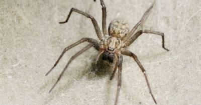 Mum swears by £10 trick to get rid of spiders from her house - and hasn't seen one since - www.dailyrecord.co.uk