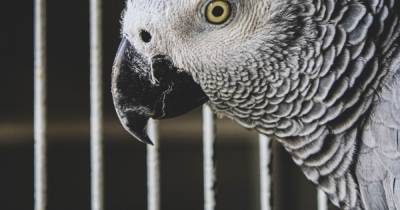 Foul-mouthed parrots removed from UK family safari park after swearing at visitors - and laughing about it - www.manchestereveningnews.co.uk - Britain