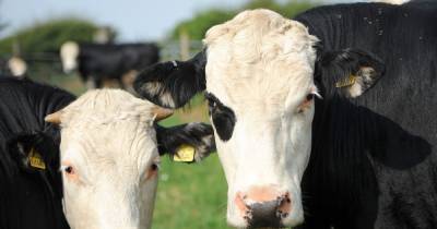 Man is third person to be trampled to death by cows this month - www.manchestereveningnews.co.uk - city Richmond