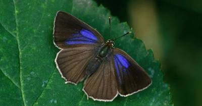 Small purple butterfly spotted in South Lanarkshire for the first time since 1845 - www.dailyrecord.co.uk - Scotland