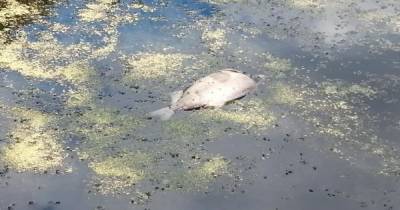Mystery as number of fish die in canal with 'no obvious cause of death' - www.manchestereveningnews.co.uk - Manchester