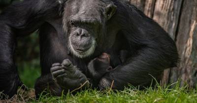 Watch: First glimpse of rare baby Chimpanzee born at Chester Zoo - www.manchestereveningnews.co.uk - Senegal - Jordan - Ghana - Togo - Burkina Faso - Benin