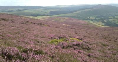 The best countryside walks to see the heather in full bloom around Greater Manchester - www.manchestereveningnews.co.uk - Manchester