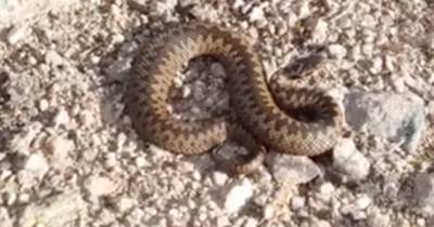 Man spots UK's only venomous snake on Scots munro as others share horror bite stories - www.dailyrecord.co.uk - Britain - Scotland