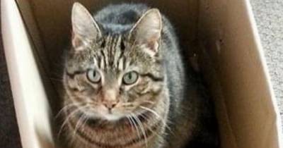 Cat killed in hit-and-run outside owner's home thrown in bin lorry by council worker - www.dailyrecord.co.uk