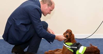 Prince William has sweet interaction with police dog as he praises emergency services in Belfast - www.ok.co.uk - Ireland - city Belfast