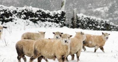 Police investigate whether 'large predator' behind Cheshire sheep killings - www.manchestereveningnews.co.uk