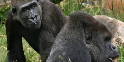 Two Gorillas at San Diego Zoo Test Positive For Coronavirus - www.justjared.com - county San Diego